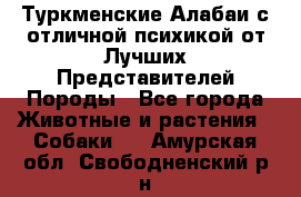 Туркменские Алабаи с отличной психикой от Лучших Представителей Породы - Все города Животные и растения » Собаки   . Амурская обл.,Свободненский р-н